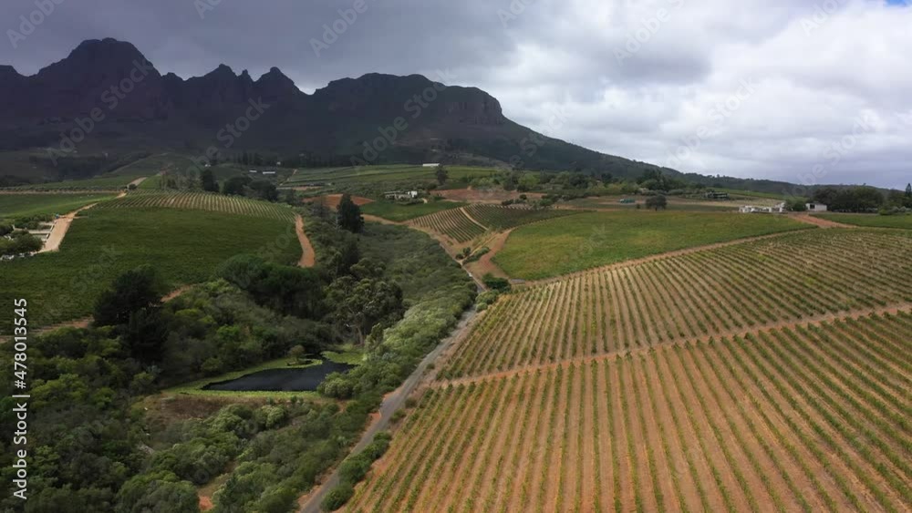 Aerial view of beautiful vineyards at Stellenbosch, South Africa