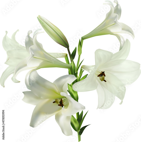 Fototapeta Naklejka Na Ścianę i Meble -  isolated five lily white blooms and single bud