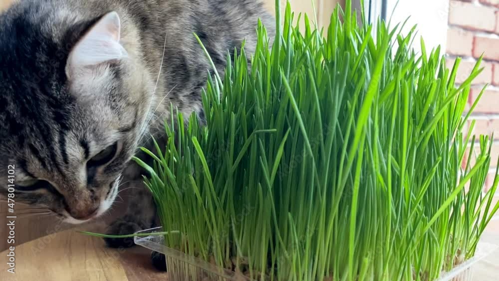 cat gray striped kurilian bobtail eating green grass sprouted oats sitting on the windowsill. healthy cat food. 