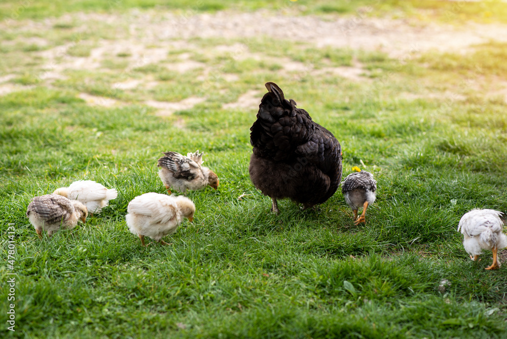Broody hen teaches the young chicks to get food. Domestic poultry Broody hen teaches the young chicks to get food. Domestic poultry