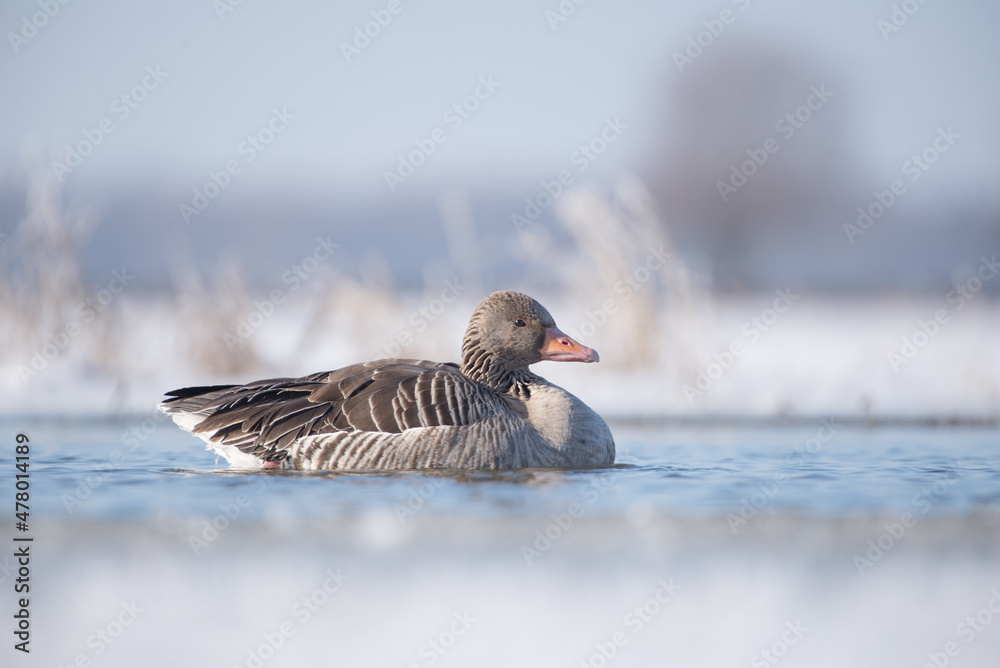 Fototapeta premium Gęś gęgawa pływa zimą po stawie