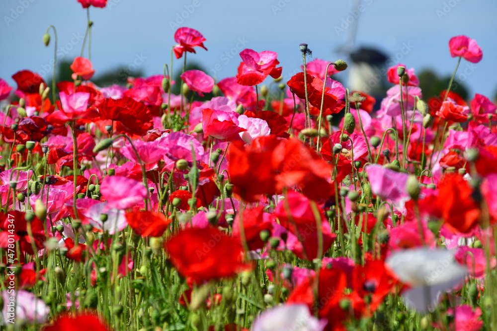 Obraz premium Beautiful Dutch poppy field