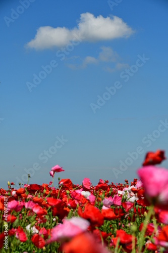 Beautiful Dutch poppy field with windmill in background