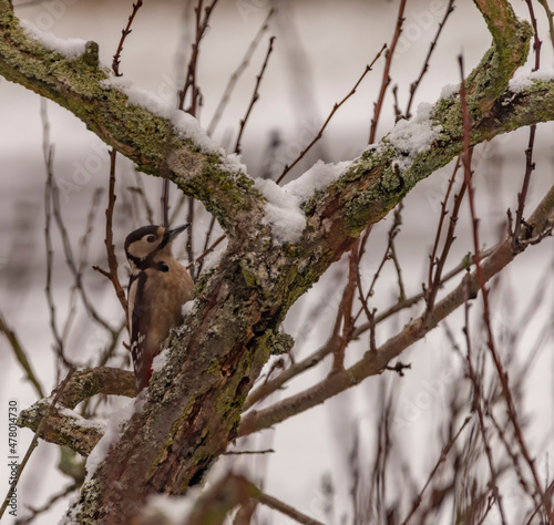 Spotted woodpecker color bird on tree branch in cold winter day