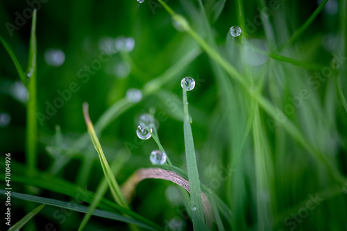 dew drops on grass