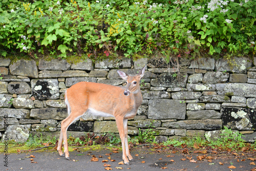 Fototapeta Naklejka Na Ścianę i Meble -  Deer in Shenandoah National Park in springtime - Virginia, United States