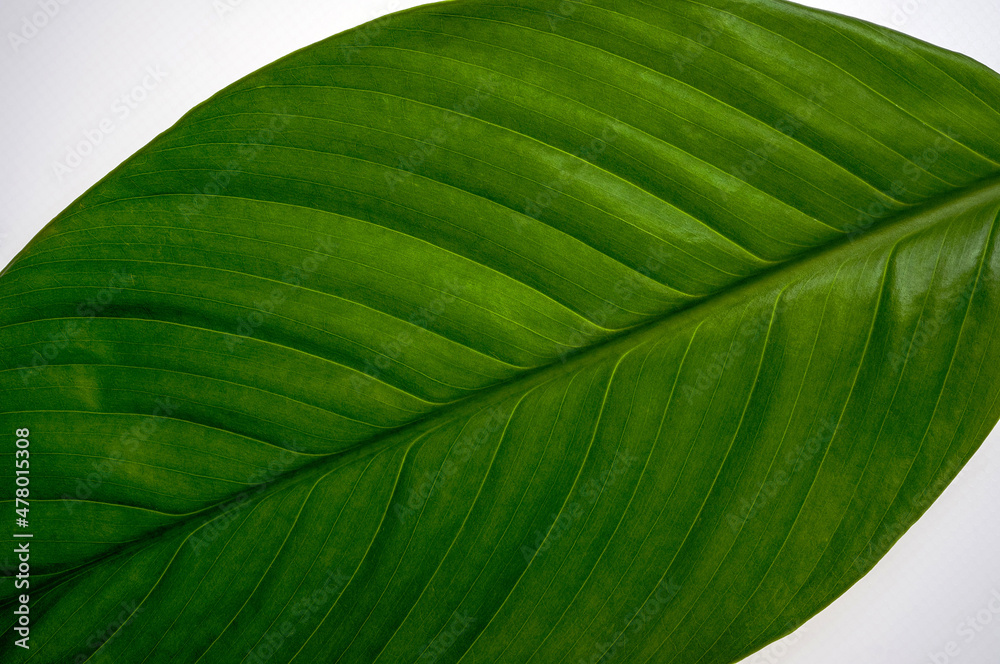 Wingflower, green wingleaf Wingflower, green wingleaf