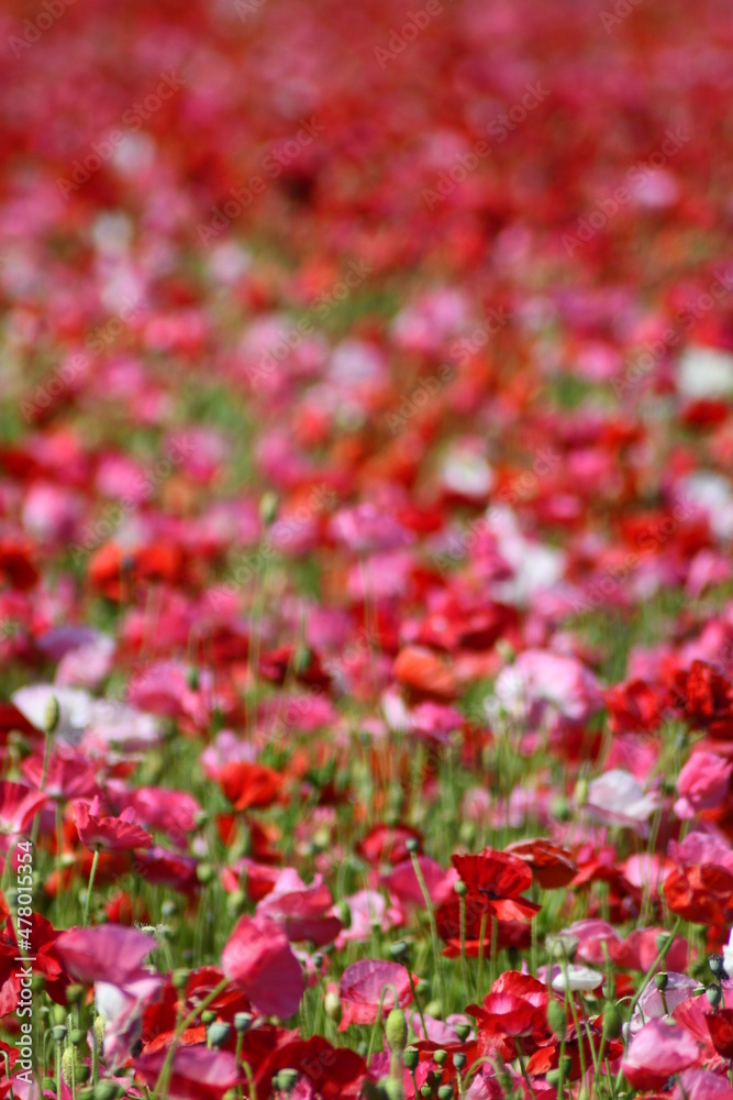 Beautiful Dutch poppy field