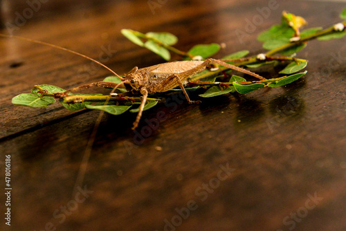 grasshopper on leaf on top of wooden table 