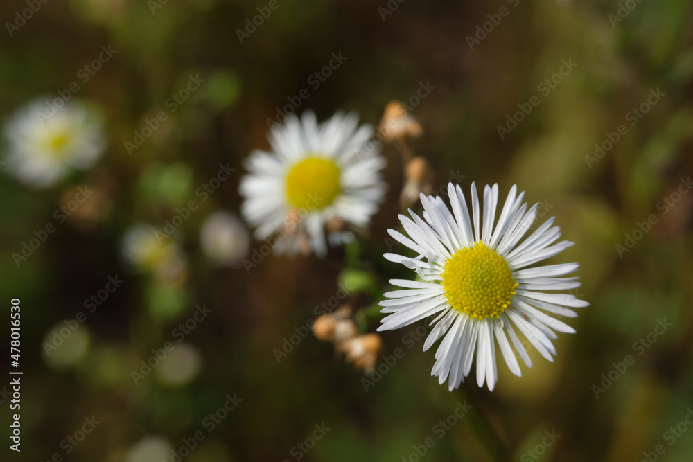 Fototapeta premium The image of close up flowers