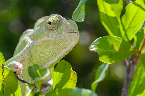 One green chameleon on a branch of a tree