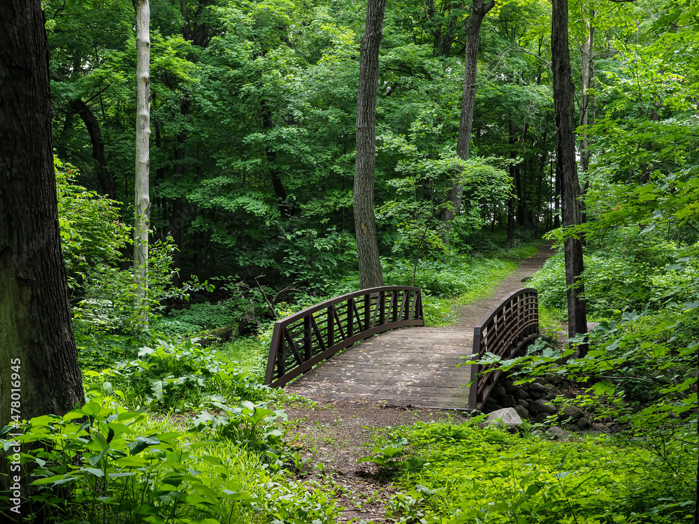 Simple wooden bridge along a trail through the woods. Simple wooden bridge along a trail through the woods.