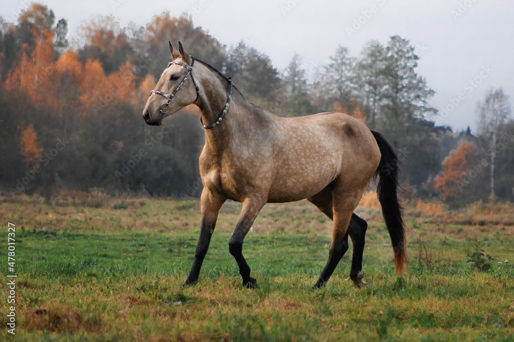 Akhal Teke buckskin horse in traditional oriental bridle trotting in the autumn field near yellow colored woods. Akhal Teke buckskin horse in traditional oriental bridle trotting in the autumn field near yellow colored woods.
