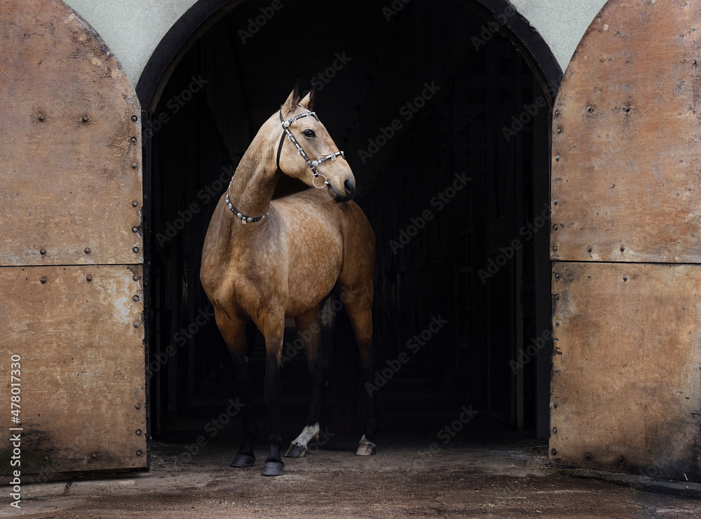 Buckskin akhal teke horse in traditional oriental bridle standing in the dark old stable entrance. Horse portrait.