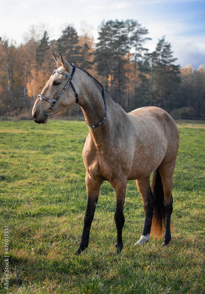 Akhal Teke buckskin horse in traditional oriental bridle in the autumn field near yellow colored woods.