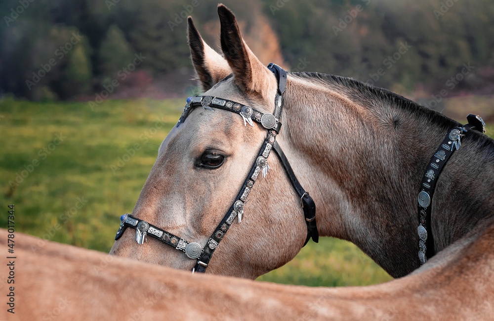Buckskin akhal teke horse in oriental bridle decorated with metal plates looking backwards outside in the nature. Close portrait.