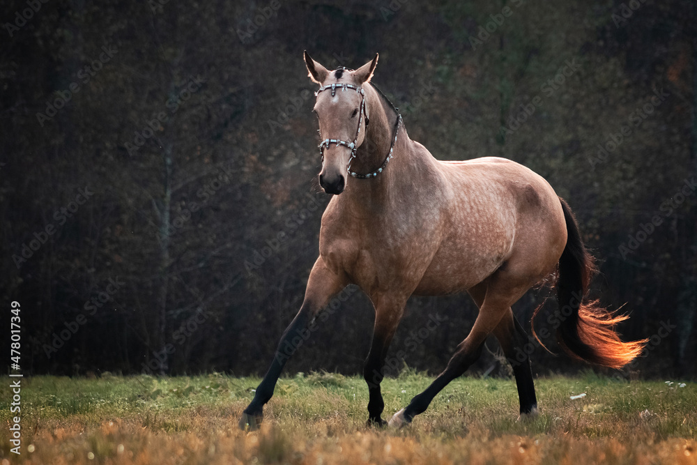 Akhal Teke buckskin horse in traditional oriental bridle trotting in the autumn field near yellow colored woods.