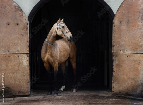 Fototapeta Buckskin akhal teke horse in traditional oriental bridle standing in the dark old stable entrance