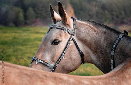 Obraz na płótnie Buckskin akhal teke horse in oriental bridle decorated with metal plates looking backwards outside in the nature. Close portrait. w salonie