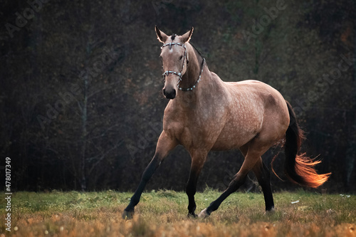 Obraz na płótnie Akhal Teke buckskin horse in traditional oriental bridle trotting in the autumn field near yellow colored woods. w salonie