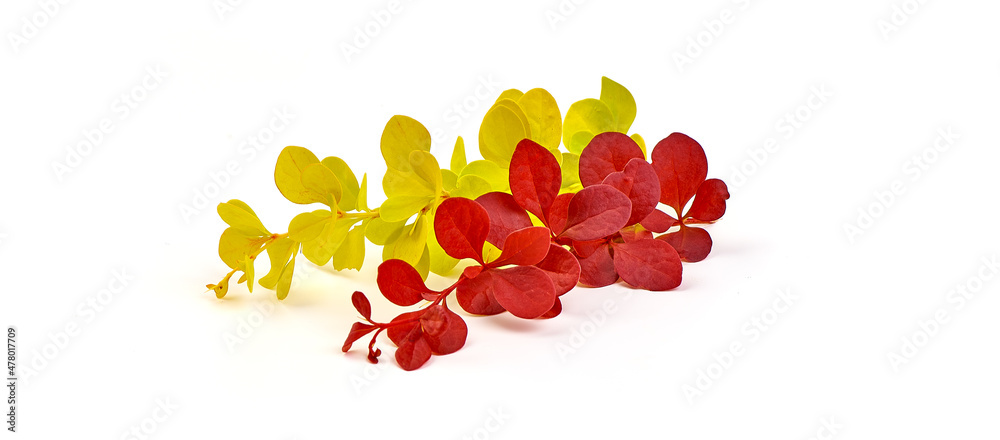 Red and Yellow barberry branch, isolated on a white background. Red and Yellow barberry branch, isolated on a white background.