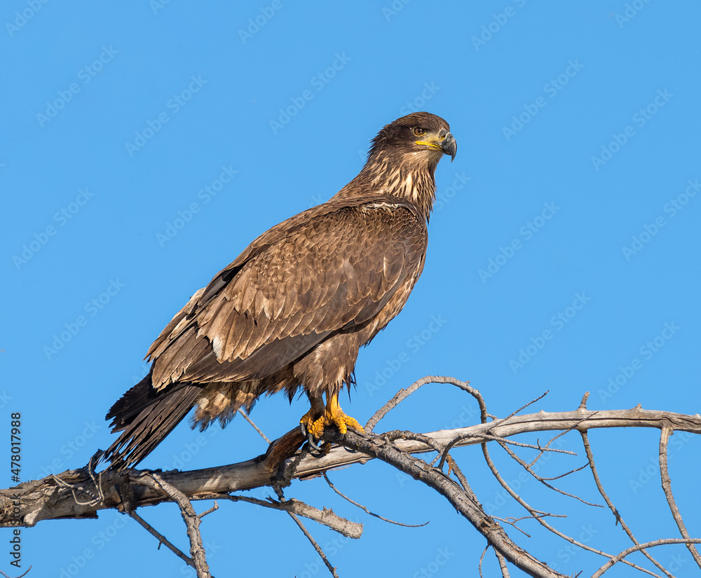 Juvenile Bald Eagle perched on branch in profile. Juvenile Bald Eagle perched on branch in profile.