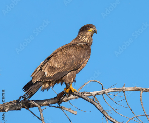 Juvenile Bald Eagle perched on branch in profile.