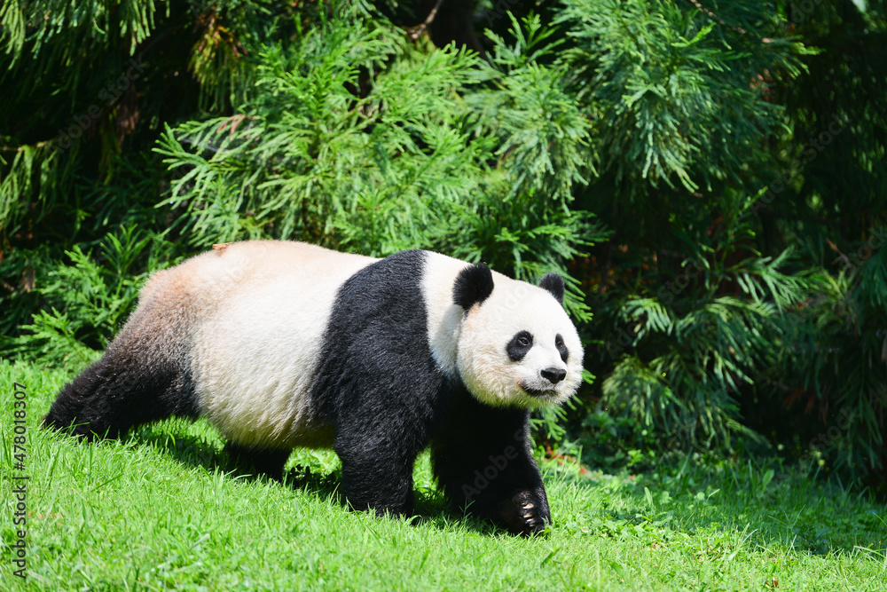 Fototapeta premium Cute panda in joy