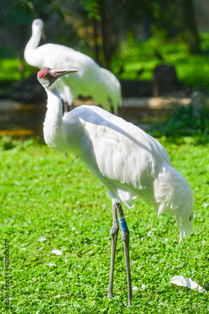 Fototapeta premium Egret (Heron) in a wild meadow