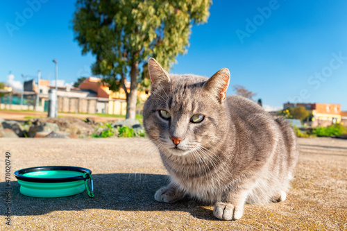 Quadro em tela Very cute stray cat with a collapsible bowl next to it
