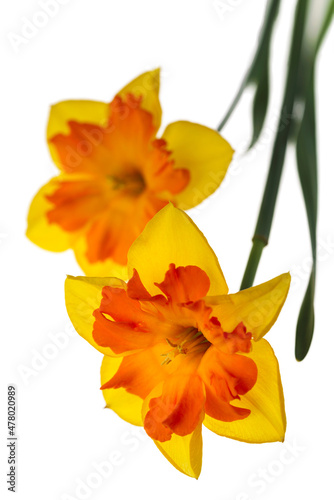 Two big daffodils isolated on the white background