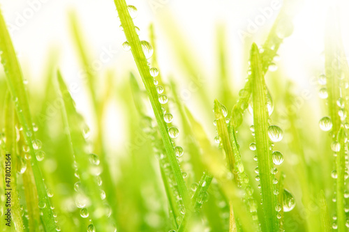 Selective soft focus blur green grass with water drop. Nature horizontal long background.