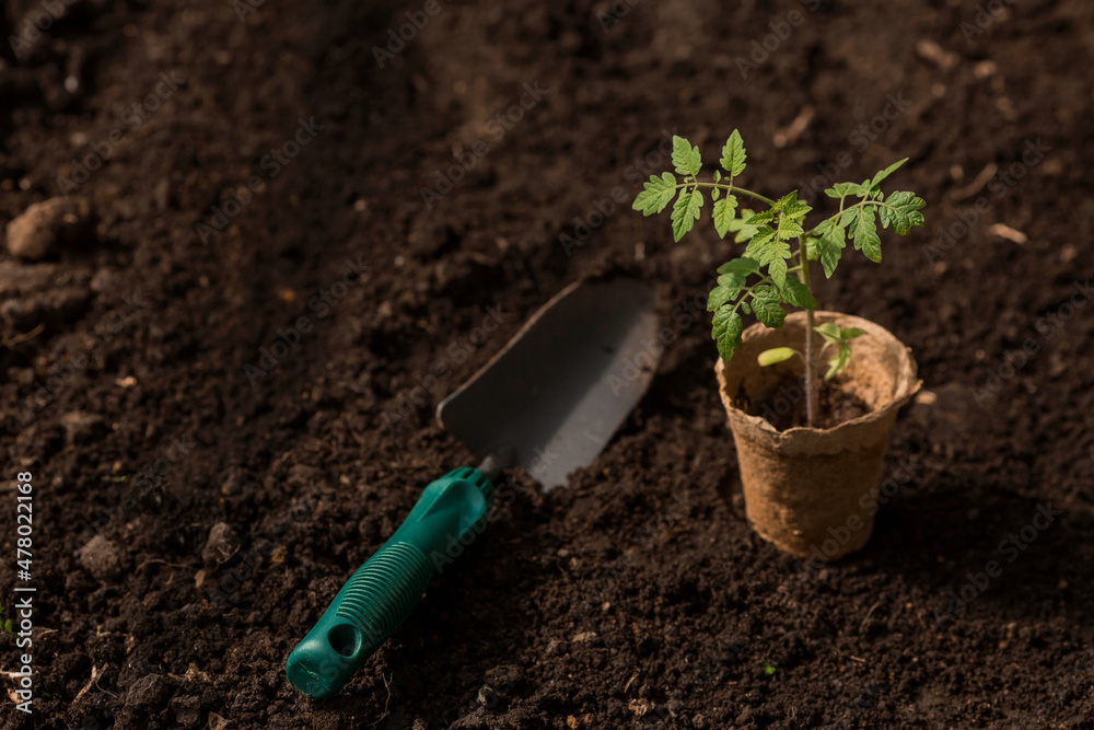 Soil with a young plant. Planting seedlings in the ground. There is a spatula nearby. The concept of agriculture and harvest. Close-up. Soil with a young plant. Planting seedlings in the ground. There is a spatula nearby. The concept of agriculture and harvest. Close-up.
