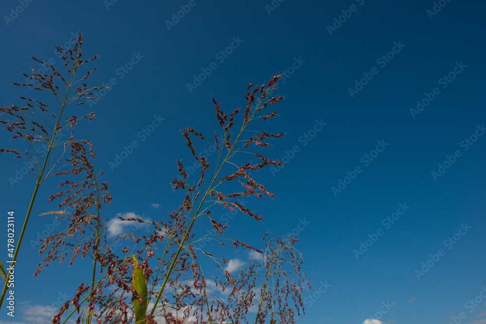 Fototapeta premium Spikelets of millet on a background of sky.