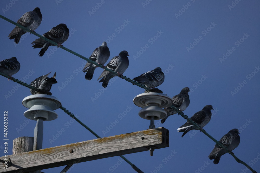 On a cold winter day, ten pigeons are sitting on a city power line ...