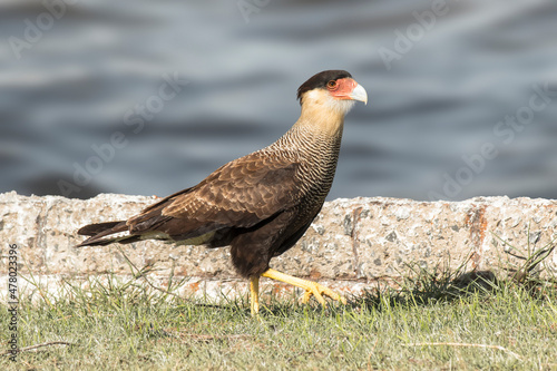 Carcar  _Caracara plancus