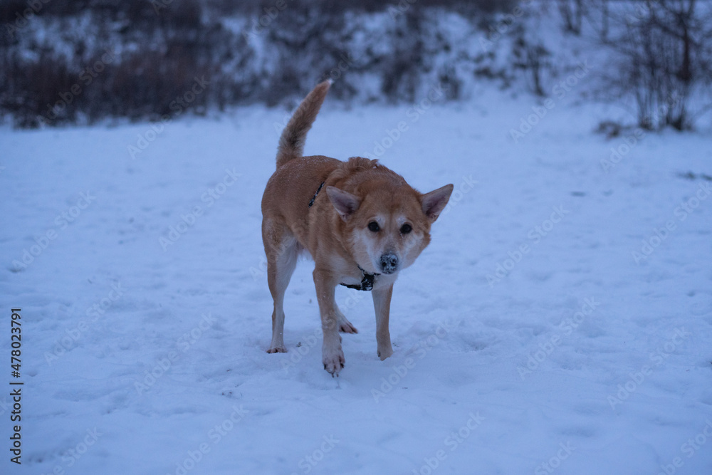 Ginger (red) dog in winter in the city Ginger (red) dog in winter in the city