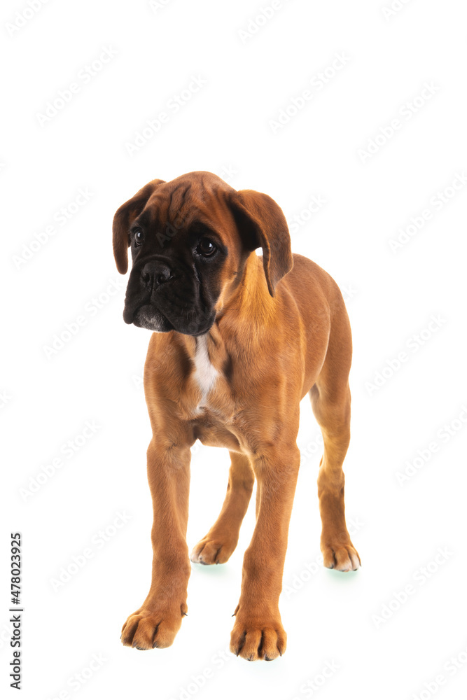 Boxer puppy on white background