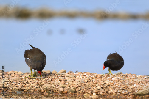 Common moorhen in nature photo