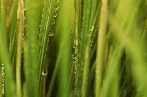 Selective soft focus blur green grass with water drop. Nature horizontal background.