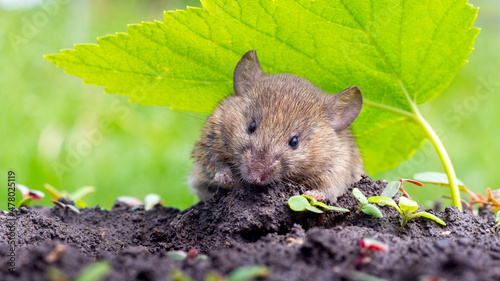 A small field mouse in the garden on the ground under a green leaf