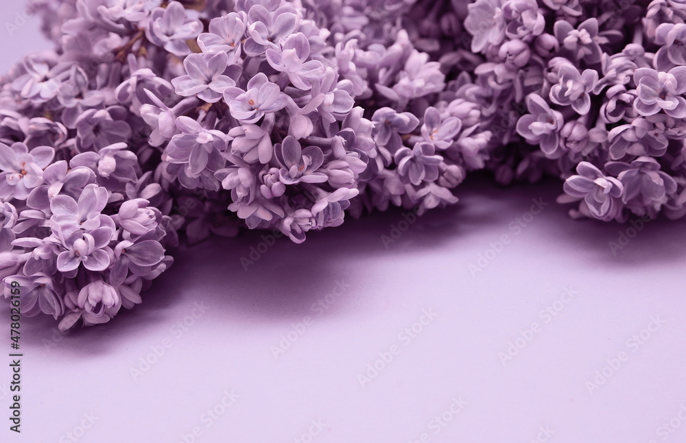 blossoming spring pattern with violet lilac