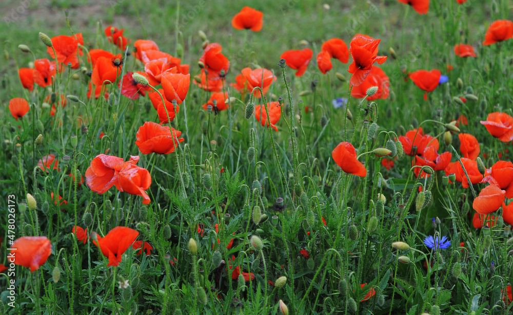 Beautiful meadow at sunset with red poppies.