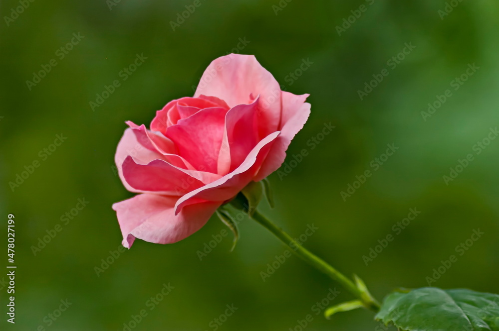 Photo of a rose bush with blooming pink color in a nature park, Sofia, Bulgaria  