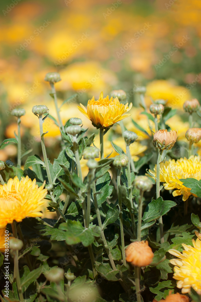 Artistic closeup of beautiful yellow fresh flowers on natural meadow Artistic closeup of beautiful yellow fresh flowers on natural meadow