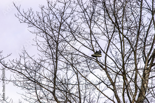 Shoe on the tree branch