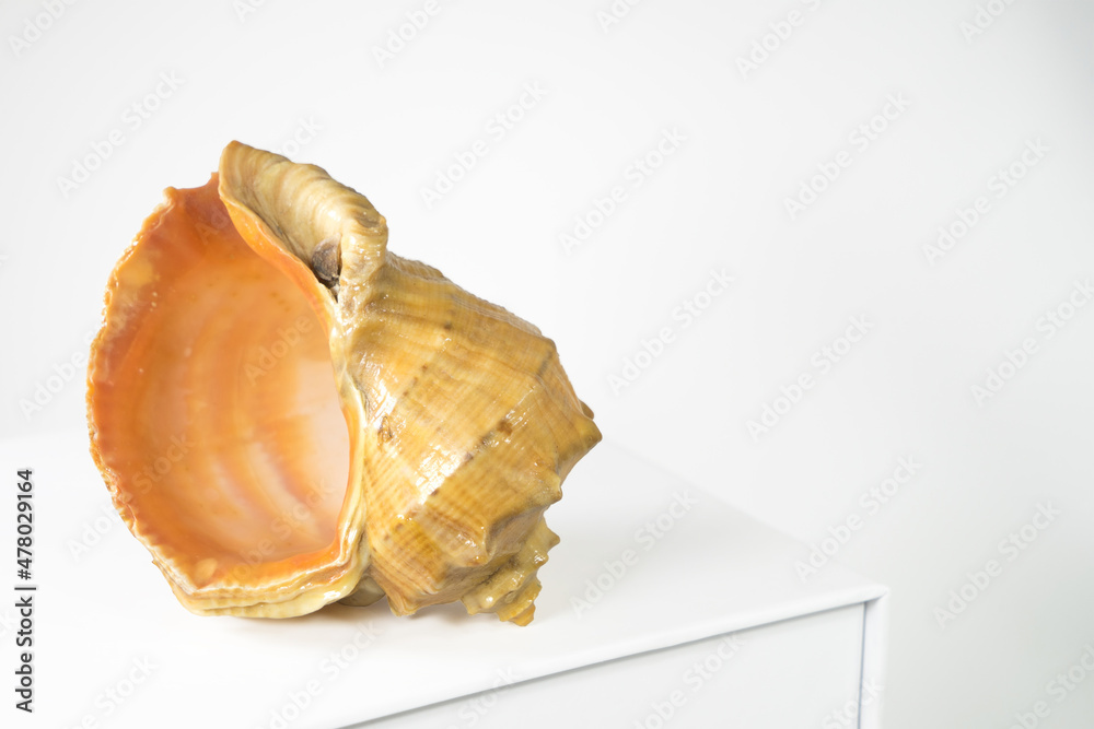 Empty sea shell rapana or large predatory sea snail on white table on white background. Copy space, isolated on white Empty sea shell rapana or large predatory sea snail on white table on white background. Copy space, isolated on white
