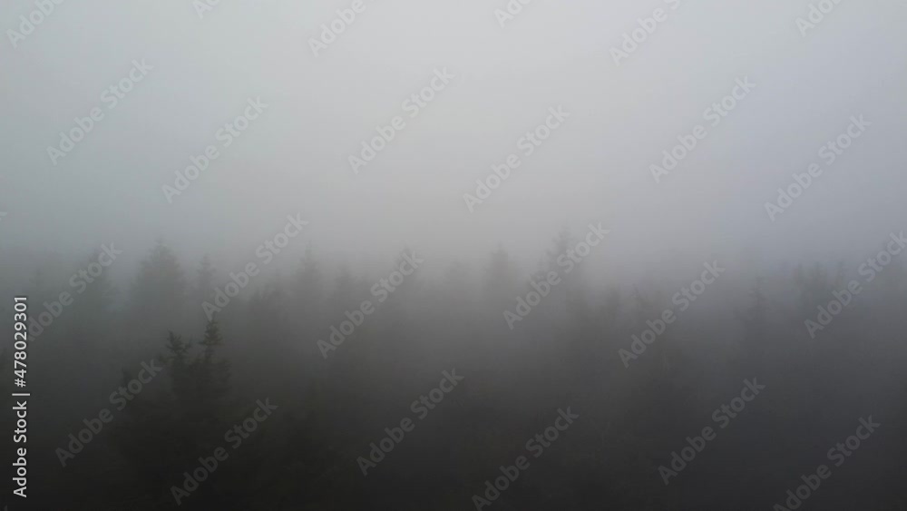 Dense conifer forest covered in heavy fog, aerial fly towards shot Dense conifer forest covered in heavy fog, aerial fly towards shot