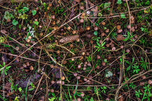 moss on the ground