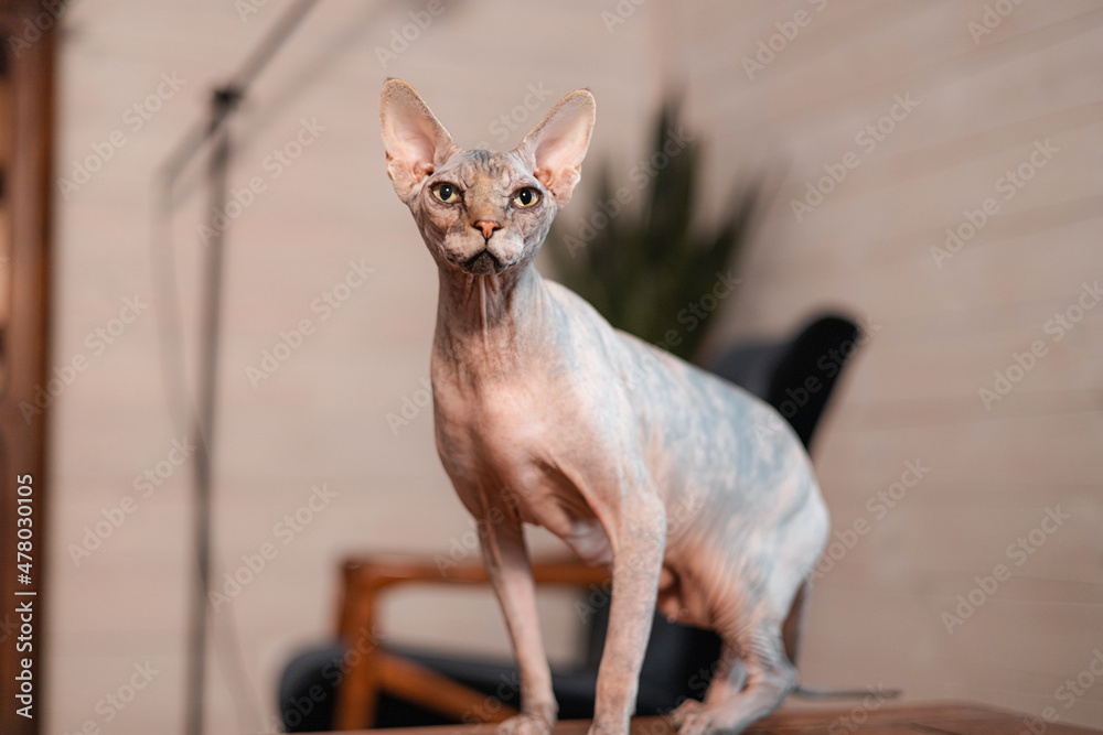 Portrait of Canadian Sphynx Cat kitten blue mink with white color with big blue eyes sitting on light background. Close-up front view of beautiful hairless female kitten.